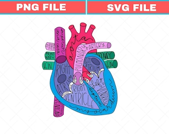 Heart Anatomy SVG PNG: Nurse Cardiologist Design (Digital Download)