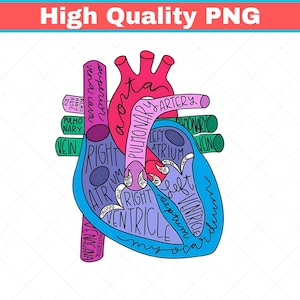 Anatomia do Coração PNG, Enfermeira PNG, Anatomia PNG, Enfermeira Cardíaca PNG, Camiseta Coração Anatômico de Cardiologista, Estudante de Enfermagem, Enfermeira Cardíaca PNG