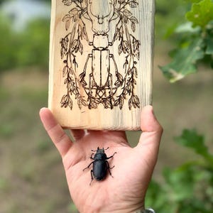 Laser Engraved Stag Beetle Wall Art – Original Nature-Inspired Artwork, Woodland Home Decor, Rustic Forest Gift