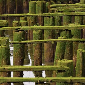 May include: An aged wooden pier with weathered pilings and crossbeams, covered in vibrant green moss. The scene evokes a sense of history and natural decay, with the water reflecting the structure.