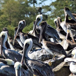 May include: A group of brown pelicans with white heads and long beaks are gathered on rocks. The birds are in various poses, some standing and others looking around. The background features green trees and a blue sky.