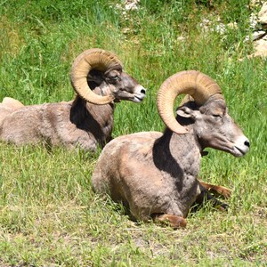 May include: Several bighorn sheep resting in a grassy field. The sheep have large, curved horns and brown fur. The scene is bathed in sunlight, with green grass and a natural backdrop.