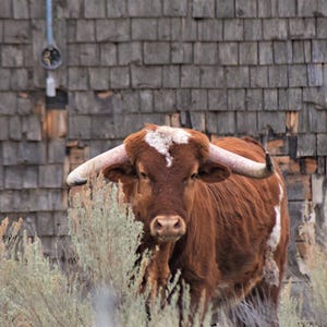 May include: A brown and white longhorn steer with large horns, standing in front of a weathered wooden wall. The steer has a white patch on its forehead and is partially obscured by green and tan foliage.