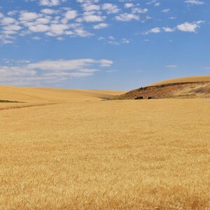 May include: A vast field of golden wheat under a bright blue sky dotted with fluffy white clouds. The wheat field stretches towards the horizon, with a small hill in the distance.