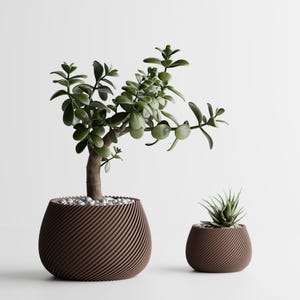 May include: Two brown, spiral-textured planters, one large and one small, each holding a different succulent. The larger planter contains a small tree with green leaves and small white stones. The smaller planter has a spiky green succulent.