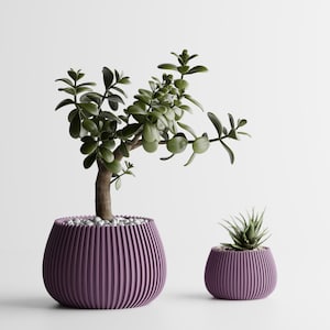 May include: Two potted plants. The larger plant has a thick brown trunk and green leaves, planted in a purple, ribbed pot. The smaller plant is in a matching purple pot. The background is white.