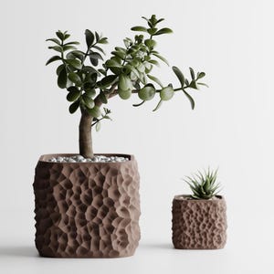 May include: Two brown textured square planters, one large and one small, each holding a different succulent plant. The larger planter contains a jade plant with green leaves and a brown trunk. The smaller planter holds a spiky succulent.