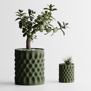 May include: Two green textured planters, one large and one small, each holding a different plant. The larger planter contains a jade plant with a brown trunk and green leaves. The smaller planter holds a succulent.