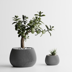 May include: Two modern gray planters with plants. The larger planter holds a jade plant with green leaves and a brown trunk. The smaller planter contains a succulent. Both planters have a unique, ridged design.