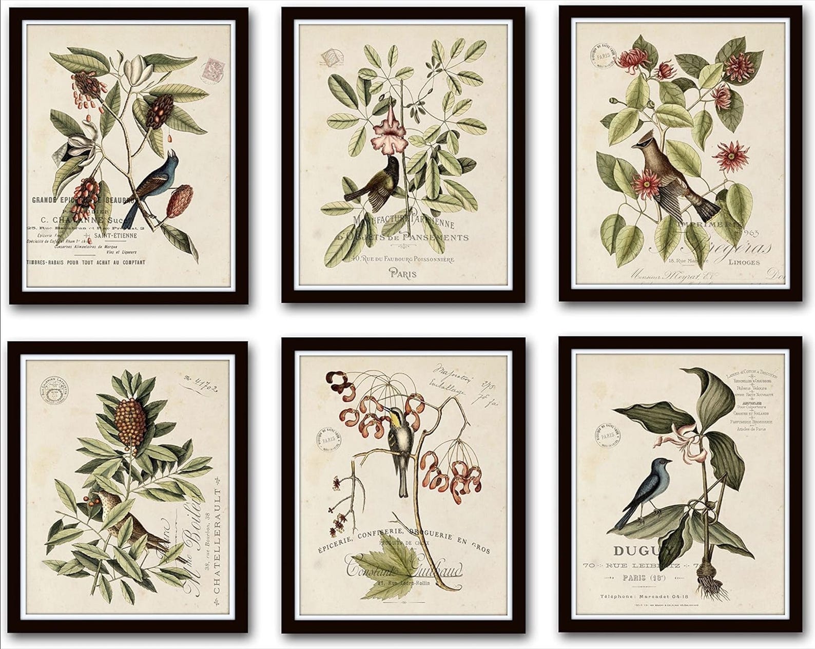 Vintage Bird Botanical Print Set | Antique French Wall Art - Etsy