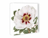 Canvas Gallery Wrap - White Peony Flower Art Canvas - 12x12 16x16 18x18 Inch Canvas Art - Botanical Wall Art