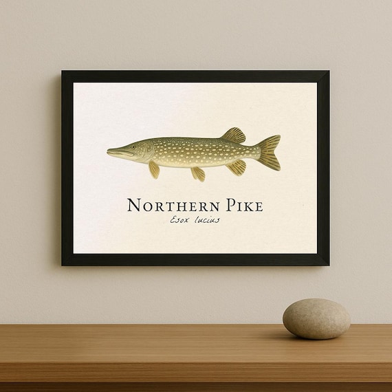 □美術品□Blue・ Esox Lucius□２３cm◇ Copen◇ ノーザンパイクの額入りプリント - Esox lucius の科学的魚類イラスト