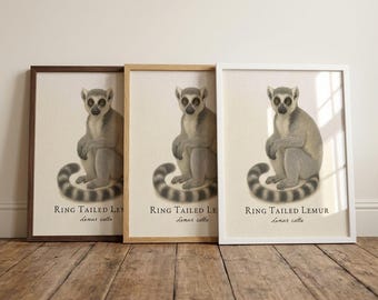 Ring-Tailed Lemur Framed Print – Vintage Scientific Illustration of Lemur catta