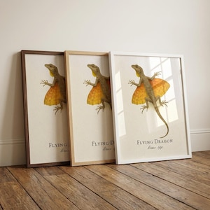 Flying Dragon Framed Print – Vintage Scientific Illustration of Draco spp.