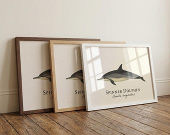Spinner Dolphin Framed Print – Vintage Scientific Illustration of Stenella longirostris
