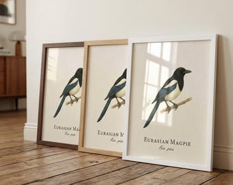 Eurasian Magpie Framed Print – Vintage Scientific Illustration of Pica pica