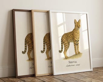 Serval ingelijste print – vintage wetenschappelijke illustratie van leptailurus serval