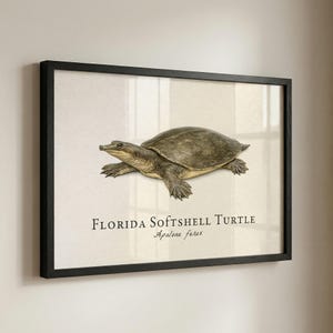 May include: A framed print featuring a detailed illustration of a Florida Softshell Turtle, Apalone ferox, in shades of brown and tan. The turtle is centered on a cream-colored background, with the species name and scientific name below.