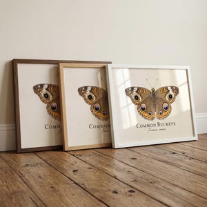 Common Buckeye Butterfly Framed Print – Vintage Scientific Illustration of Junonia coenia