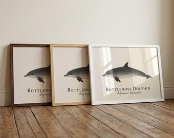 Bottlenose Dolphin Framed Print - Vintage Scientific Illustration of Delphinus truncatus