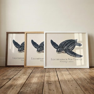 May include: Three framed prints of a Leatherback Sea Turtle. The turtle is depicted in a detailed illustration with a dark blue and white speckled pattern. The frames are brown, natural wood, and white. The text "Leatherback Sea Turtle" is below the image.