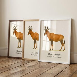 Oprawiony wydruk z antylopą Hartebeest, ilustracja z antylopą w stylu vintage, wystrój safari na sawannie, Alcelaphus buselaphus