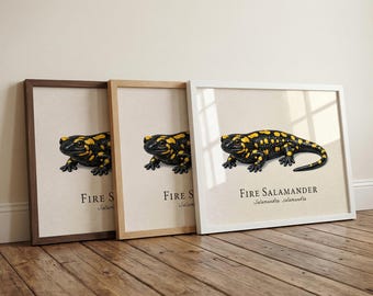 Fire Salamander Framed Print – Vintage Scientific Illustration of Salamandra salamandra