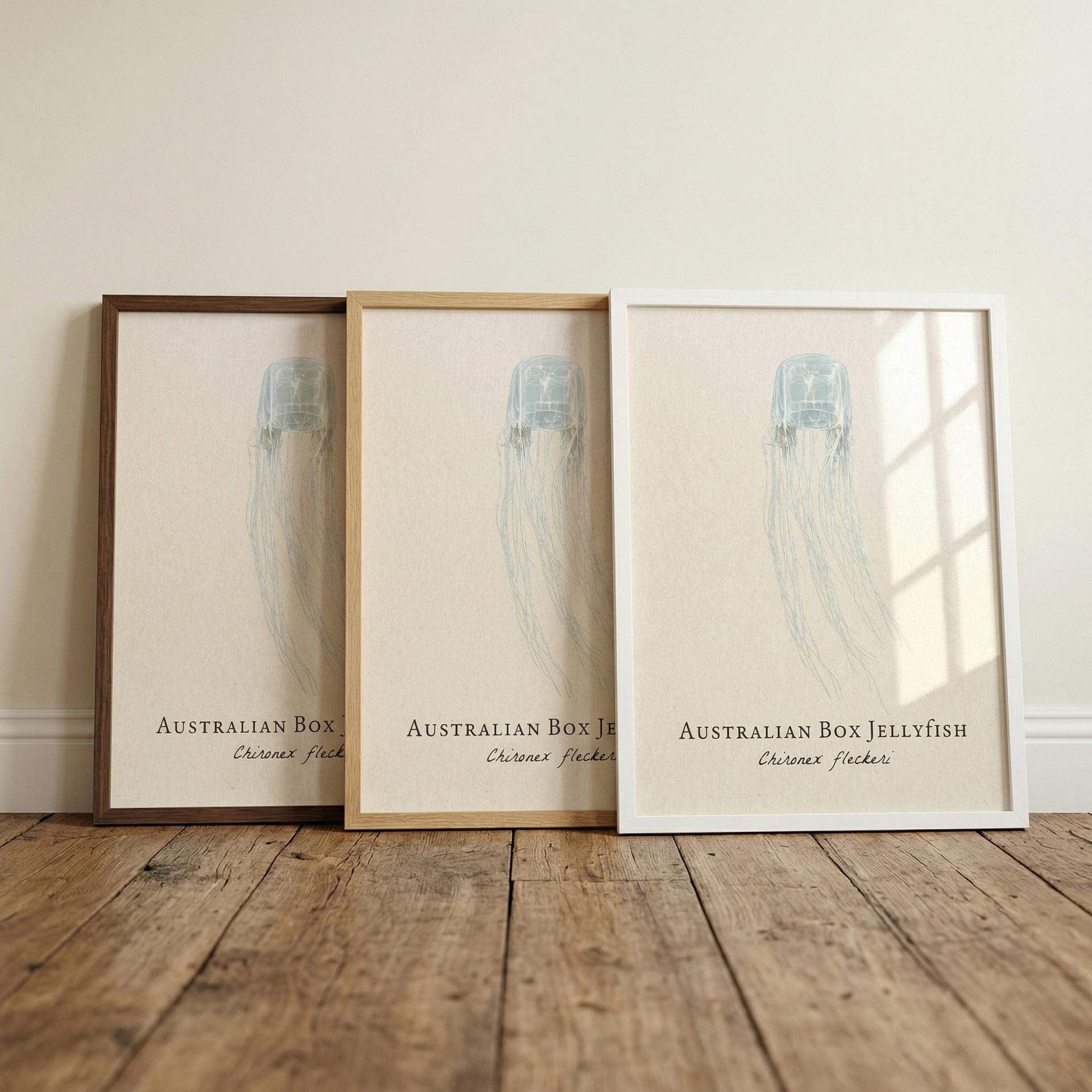 Australian Box Jellyfish Framed Print – Vintage Scientific