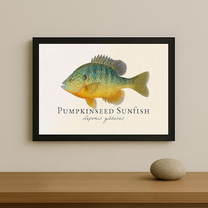 Puede incluir: Impresión enmarcada que presenta una ilustración detallada de un pez sol, Lepomis gibbosus, en tonos azules, verdes y amarillos. El pez está centrado sobre un fondo crema, con el nombre y la especie en texto negro debajo. El marco es negro.