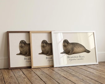 Gravura emoldurada de foca-barbuda - Ilustração científica vintage de Erignathus barbatus