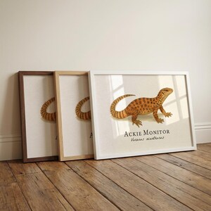 Ackie Monitor Framed Print – Vintage Scientific Illustration of Varanus acanthurus