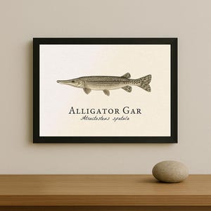 May include: A framed print showing a detailed illustration of an alligator gar fish. The artwork is in grayscale, with the fish's scales and features meticulously rendered. The text "ALLIGATOR GAR" and "Atractosteus spatula" are below the image.