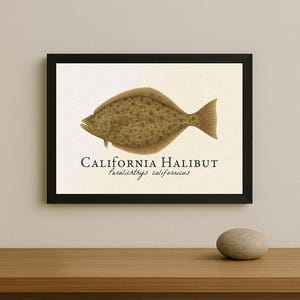 May include: A framed print featuring a detailed illustration of a California Halibut. The fish is depicted in shades of brown with a speckled pattern. The text "California Halibut" and the scientific name are below the fish.
