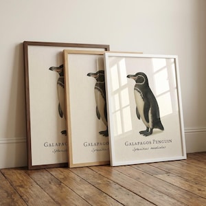 Galapagos Penguin Framed Print – Vintage Scientific Illustration of Spheniscus mendiculus