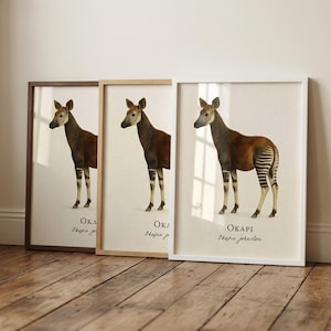 Okapi Framed Print – Vintage Scientific Illustration of Okapia johnstoni