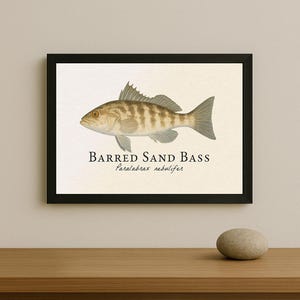 Puede incluir: Impresión enmarcada con una ilustración detallada de un Barred Sand Bass, con nombre científico. El pez está representado en tonos marrones y beige, con un marco negro. La impresión se muestra sobre una superficie de madera.