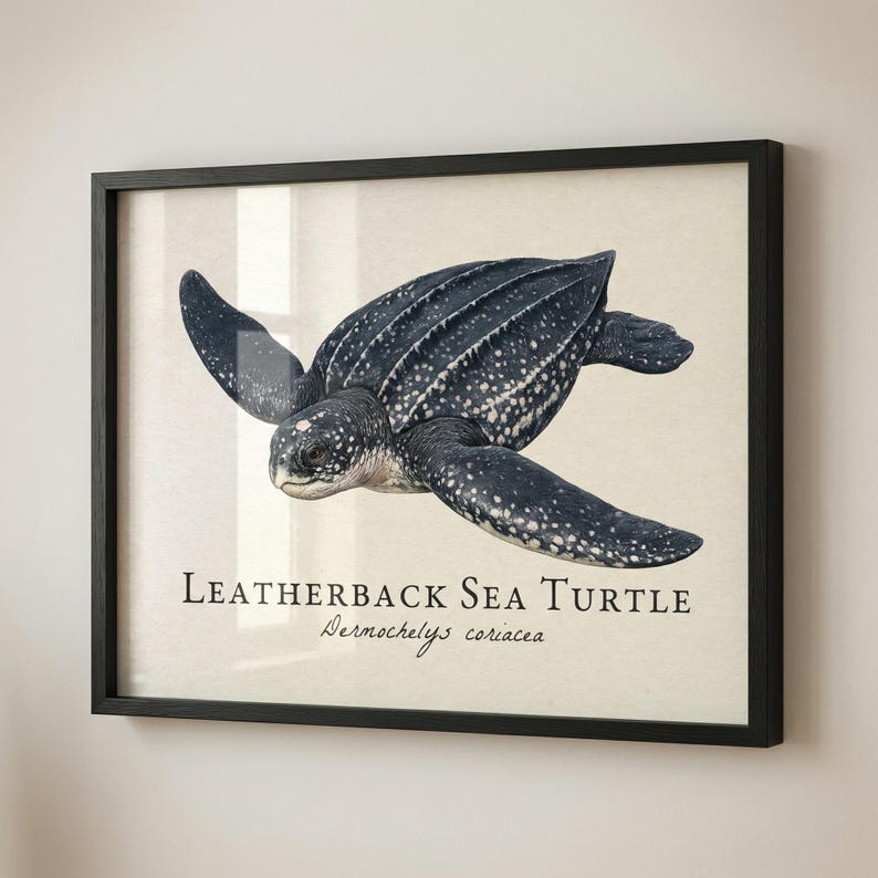 Leatherback Sea Turtle Framed Print – Vintage Scientific Illustration ...