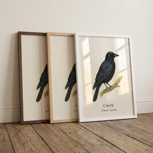 Gerahmter Druck - Vintage wissenschaftliche Illustration von Corvus corone