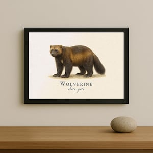 Wolverine Framed Print – Vintage Wildlife Illustration of Gulo gulo