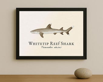 Whitetip Reef Shark Framed Print – Vintage Scientific Illustration of Triaenodon obesus