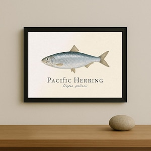 Può includere: Stampa incorniciata con un'illustrazione dettagliata di aringa del Pacifico, nei toni dell'argento e del blu. Il pesce è posto su uno sfondo color crema, con le parole "Pacific Herring" e "Clupea pallasii" stampate sotto. La cornice è nera.