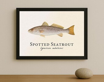 Spotted Seatrout Framed Print – Vintage Scientific Illustration of Cynoscion nebulosus