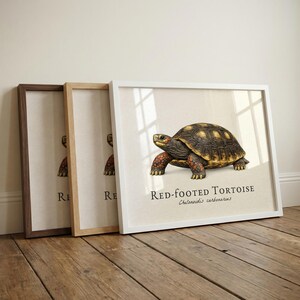May include: Framed print of a Red-footed Tortoise illustration. The artwork shows a detailed depiction of the tortoise with a black and yellow shell and red feet. The print is in a white frame, with two other framed prints in brown and natural wood.
