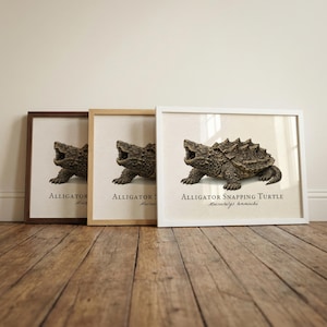 Pode incluir: Três impressões emolduradas de uma tartaruga-aligátor. As molduras são castanhas, de madeira natural e brancas. As impressões apresentam o texto "Alligator Snapping Turtle" e o nome científico em um fundo bege claro.