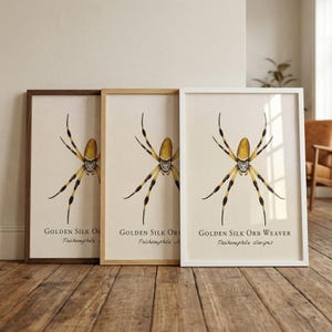 slim fit dress slacks REAL Giant Golden Orb Weaver Spider Nephila Pilipes Unmounted/Unspread   The Little Caterpillar, LLC