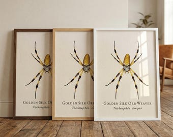 Goldener gerahmter Druck von Silk Orb Weaver - Vintage wissenschaftliche Illustration von Trichonephila slavipes