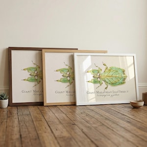 May include: Three framed prints of a Giant Malaysian Leaf Insect, featuring a detailed illustration of the insect in shades of green. The frames are in brown, natural wood, and white. The text "Giant Malaysian Leaf Insect" is printed below the insect.