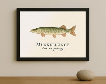 Muskellunge Framed Print – Vintage Scientific Illustration of Esox masquinongy