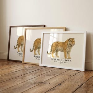Siberian Tiger Framed Print – Vintage Scientific Illustration of Panthera tigris altaica