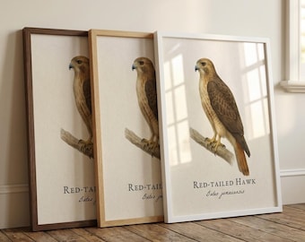 Red-tailed Hawk Framed Print – Vintage Scientific Illustration of Buteo jamaicensis